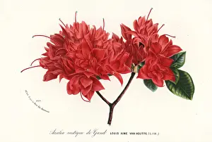 Rustique: Azalea rustique de Gand, Rhododendron indicum