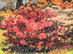 Claes: The Azaleas