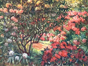 Claes: Azaleas