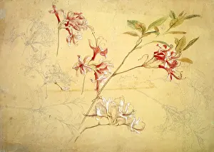Azalea: Azaleas