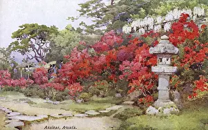 Azalea: Azaleas, Awata, Japan