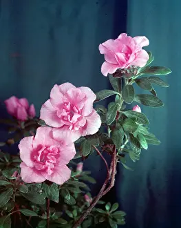 Azalea: Azaleas - a branch of pink azaleas
