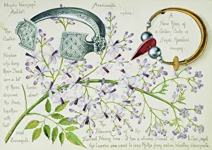 Indica: Azidirachta indica, neem tree