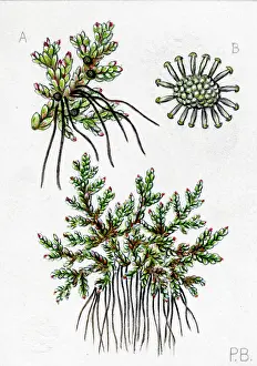 Bland: Azolla filiculoides