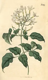 Jasminum: Azorian jasmine, Jasminum azoricum