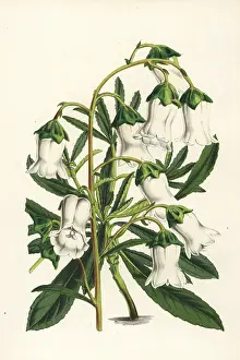 Campanula: Azorina vidalii, endangered plant
