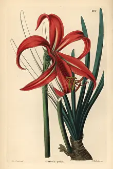 Glauca: Aztec lily, Sprekelia formosissima