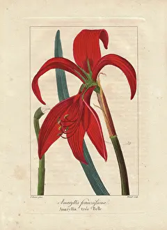 Bessa: Aztec lily, Sprekelia formosissima