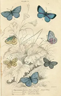 Azure: Azure Blue Butterflies