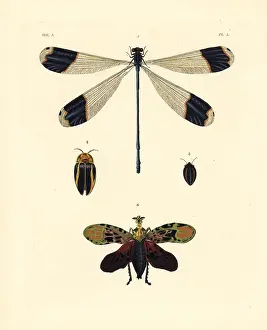 Picta: Azure hawker and exotic insects