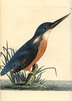 Azure: Azure kingfisher, Ceyx azureus