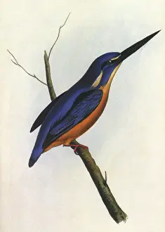 Kingfisher: Azure Kingfisher, Ceyx azureus