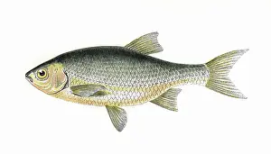 Fake: Azurine or Blue Roach