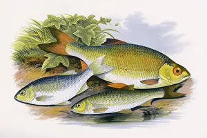 Fake: Azurine, Dobule and Common Rudd