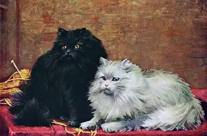 Persians: B/W PERSIAN CATS