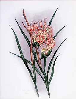 Ringens: Babiana Ringens (now known as Atholyza Ringens), circa 1910