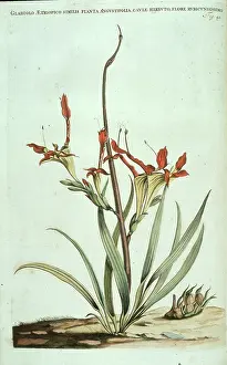 Rats: Babiana ringens, rat's tail babiana