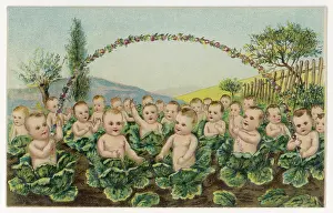 Childbirth: BABIES IN CABBAGE PATCH