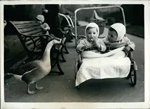 Wandered: Babies - Children - Multiple Births