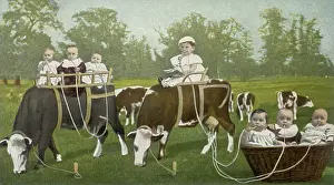 Sucking: Babies Milking Cows