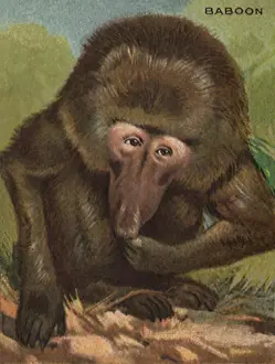 Apes: Baboon