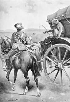 Baboon: Baboon military mascot, 1901