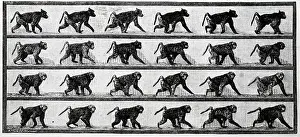 Eadweard: Baboon in motion, photographed by Eadweard Muybridge