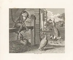 Disrespect: The Baboon and the Poultry