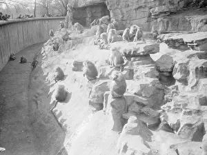 Baboons: BABOONS AT THE ZOO
