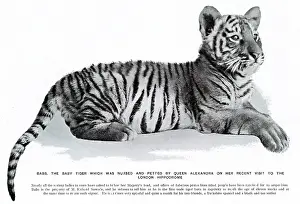 Oct19: Babs the tiger cub at the London Hippodrome