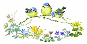 Tits: Three baby blue tits with spring flowers