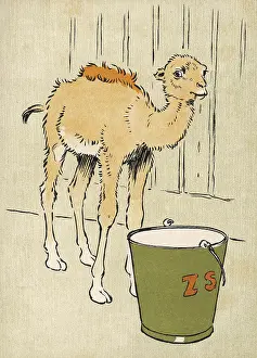 Hump: BABY CAMEL DROMEDARY