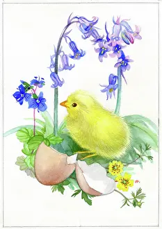 Hatched: Baby chick with eggshell and bluebells