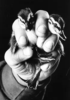 Keepers: Baby Ducks in Keepers Hand