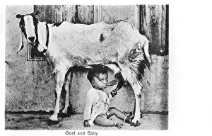 Insane: Baby feeding directly from a goat