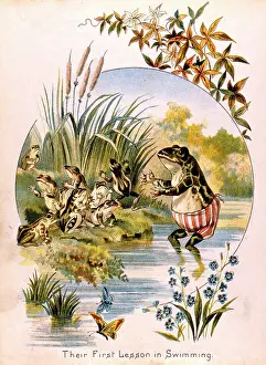 Reptiles: Baby frogs learning to swim