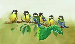 Mcintosh: Six baby great tits on a branch