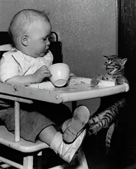 Highchair: Baby in highchair with kitten