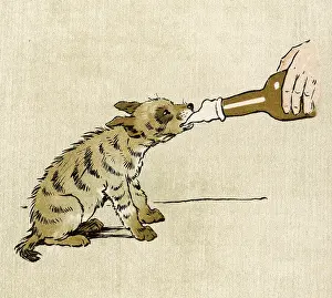 Hyena: BABY HYENA DRINKING 1907