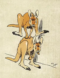 Kangaroos: BABY KANGAROOS ALDIN