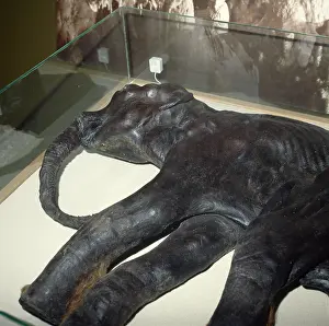 Proboscidean: Baby mammoth