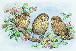 Mistle: Three baby mistle thrushes with honeysuckle