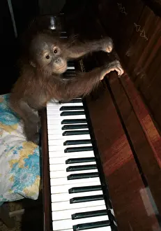 Adopted: Baby orangutan, 1996