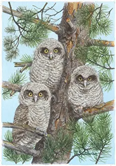 Owlets: Baby Owls - three owlets in a tree