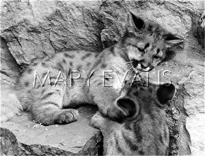 Pumas: BABY PUMAS