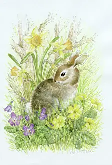 Baby rabbit with daffodils violets and primroses