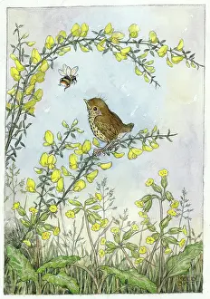 Cowslips: Baby thrush on gorse with cowslips and bee