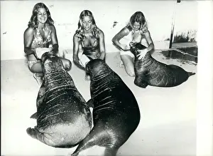 Dole: Baby walrus pups