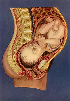 Downward: Baby in Womb