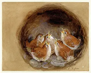 Wrens: Baby Wrens in nest